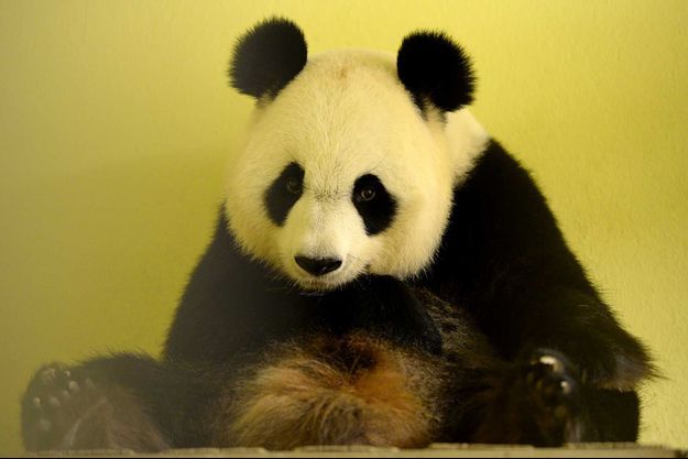 Zoo de Beauval : les bébés pandas sont nés, l'un d'eux n'a ...