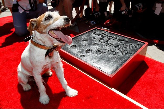 Uggie de "The Artist" marque un carré de ciment avec ses empruntes devant le Grauman's Chinese Theatre à Hollywood le 25 juin 2012.