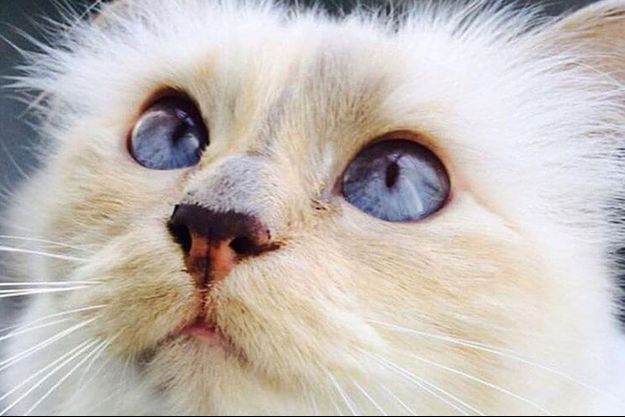 Les Malheurs De Choupette Le Chat De Karl Lagerfeld Les Malheurs De Choupette Le Chat De Karl Lagerfeld