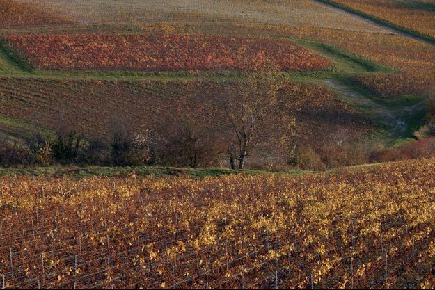 Aux couleurs de l’automne, le vignoble de la famille Drappier. 