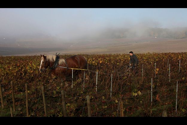  Benoît Lahaye travaille en culture biologique et laboure ses quatre hectares de vignes comme autrefois. Il a fait de Bouzy l’un des plus hauts lieux de la viticulture champenoise. 