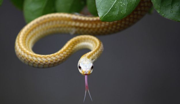 Serpents Scorpions Araignées Faut Il En Avoir Peur