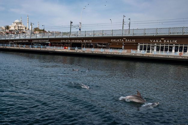 En Images Avec Le Confinement Les Dauphins Reviennent A Istanbul