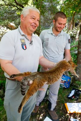 Le Mystère Du Chat Renard Qui Affole La Corse