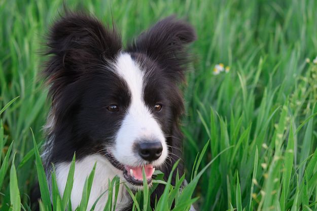 Max Le Chien Heros Qui A Sauve Son Petit Maitre De 3 Ans De La Noyade