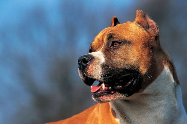ans gravement mordu par deux chiens