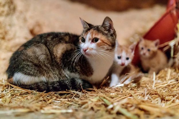 130 Chats Sauves Dans Un Appartement A Paris