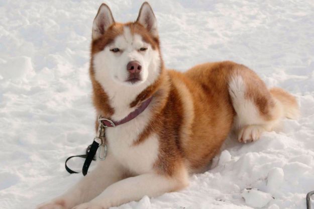 Les 50 Plus Beaux Chiens Du Monde En Photos