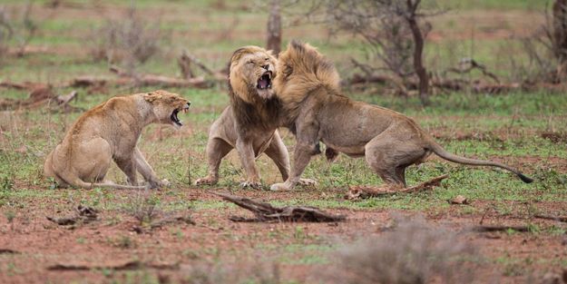 Derange En Plein Accouplement Le Lion Attaque