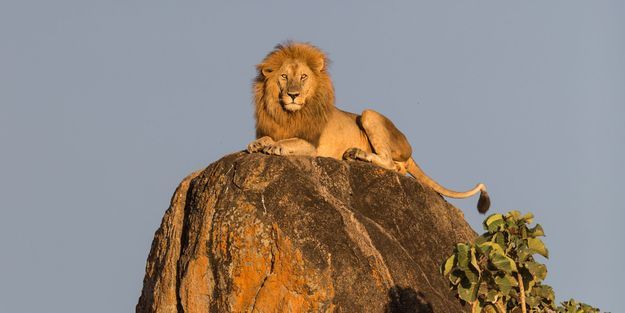 Le Roi Lion Surveille Son Territoire