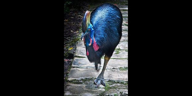 16 Oiseaux Colorés Repérés Sur Pinterest