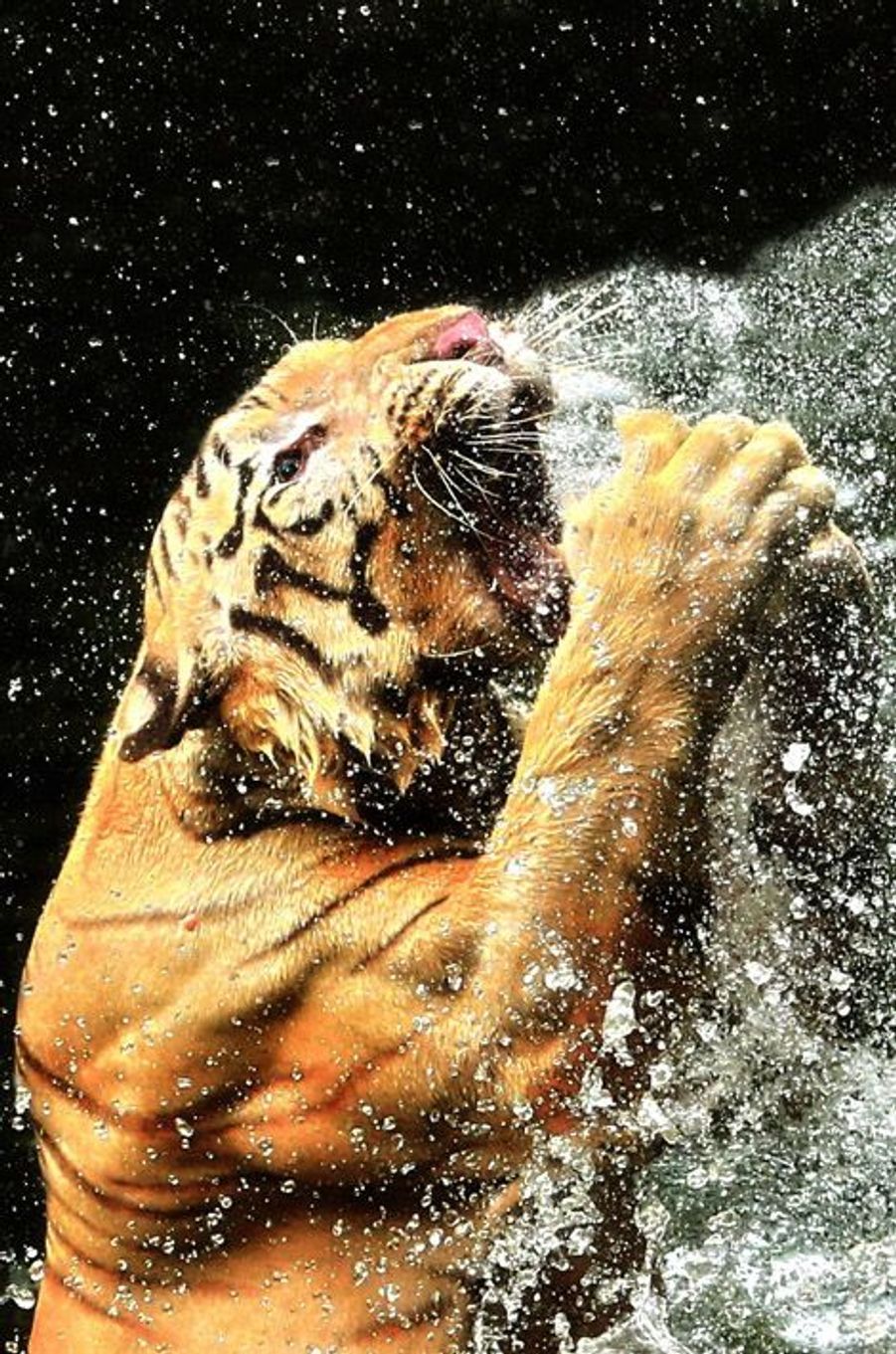 Мокрая тигрица