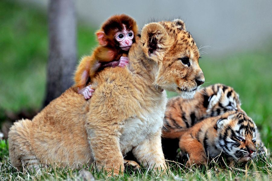 L'insolite amitié des animaux