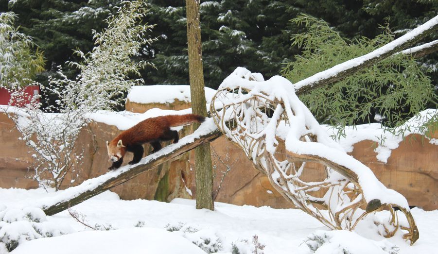 Les panda du Zoo de Beauval, un an déjà