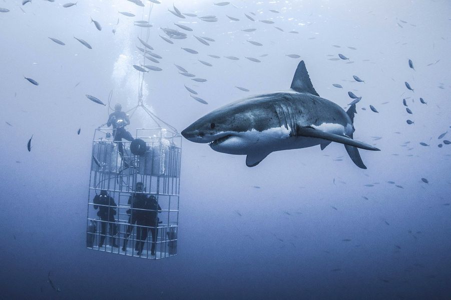 RÃ©sultat de recherche d'images pour "requin cage plongeurs"