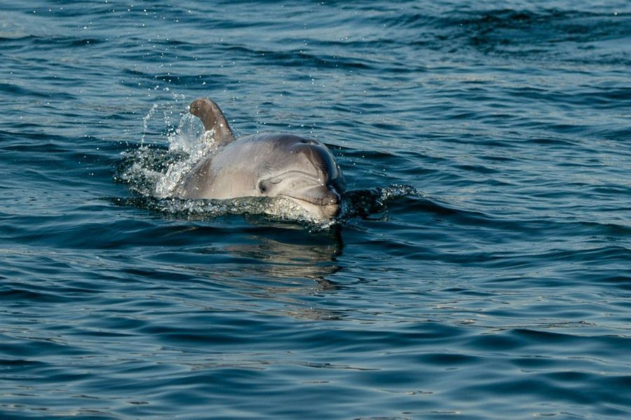 En Images Avec Le Confinement Les Dauphins Reviennent A Istanbul