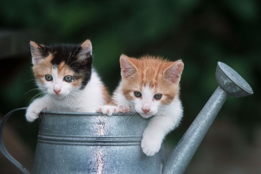 Journée internationale du chat l'espoir de l'adoption