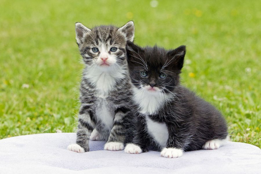 Journée internationale du chat l'espoir de l'adoption