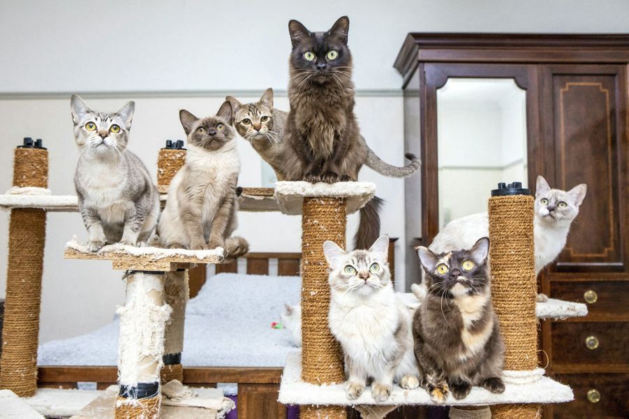 Journée internationale du chat l'espoir de l'adoption