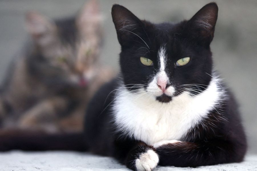 Journée internationale du chat l'espoir de l'adoption