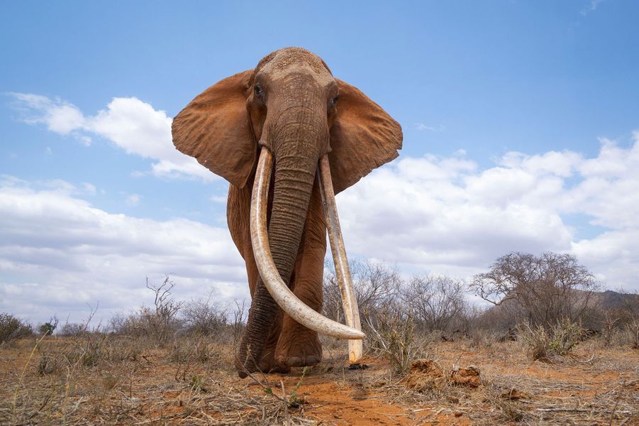 Résultat de recherche d'images pour "éléphant"
