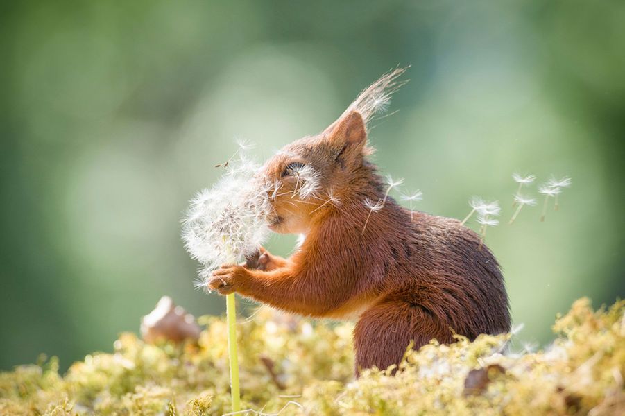 https://resize-parismatch.lanmedia.fr/r/901,,forcex/img/var/news/storage/images/paris-match/actu/environnement/les-photos-d-animaux-les-plus-droles-de-2019-1656260/geert-weggen-squirrel-wishes-00003677/27020302-1-fre-FR/Geert-Weggen-squirrel-wishes-00003677.jpg