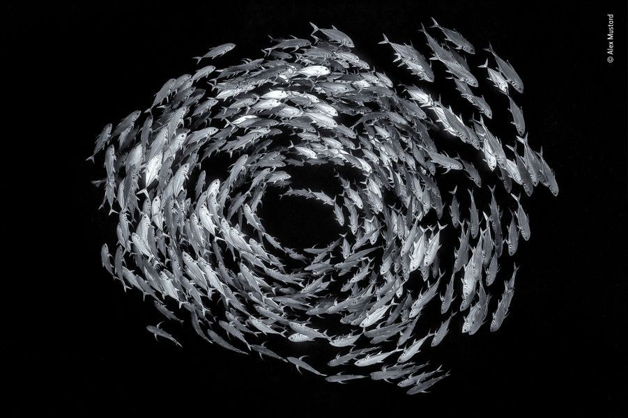 Wallpaper Wildlife Photographer Of The Year 2019 La Nature Est Incroyable For Android Free