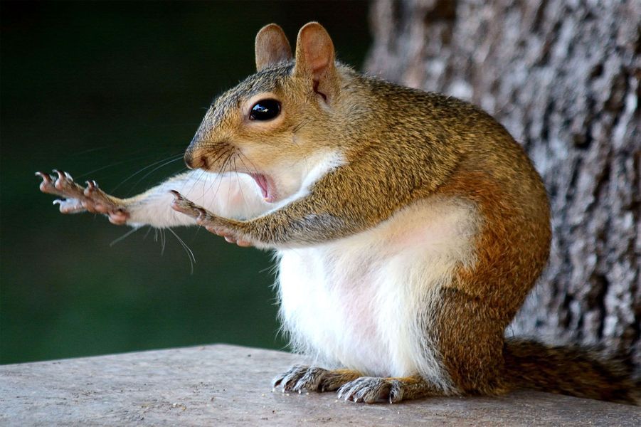 Voici les photos  d animaux  les plus dr les de 2022