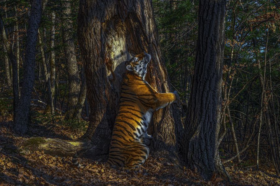 L'étreinte © Sergey Gorshkov Wildlife Photographer of the Year 2020 L'étreinte © Sergey Gorshkov Wildlife Photographer of the Year 2020