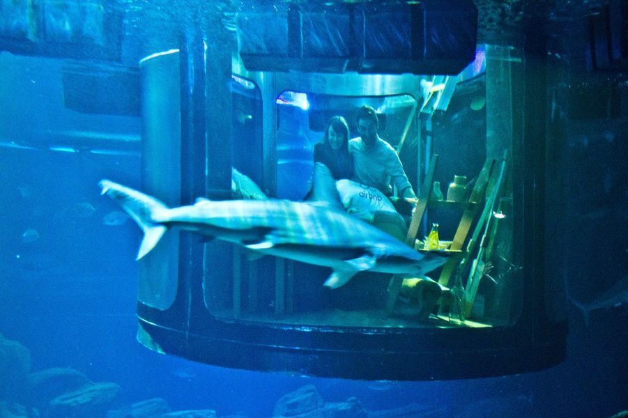 Ils Ont Dormi Dans Une Chambre Entouree De Requins