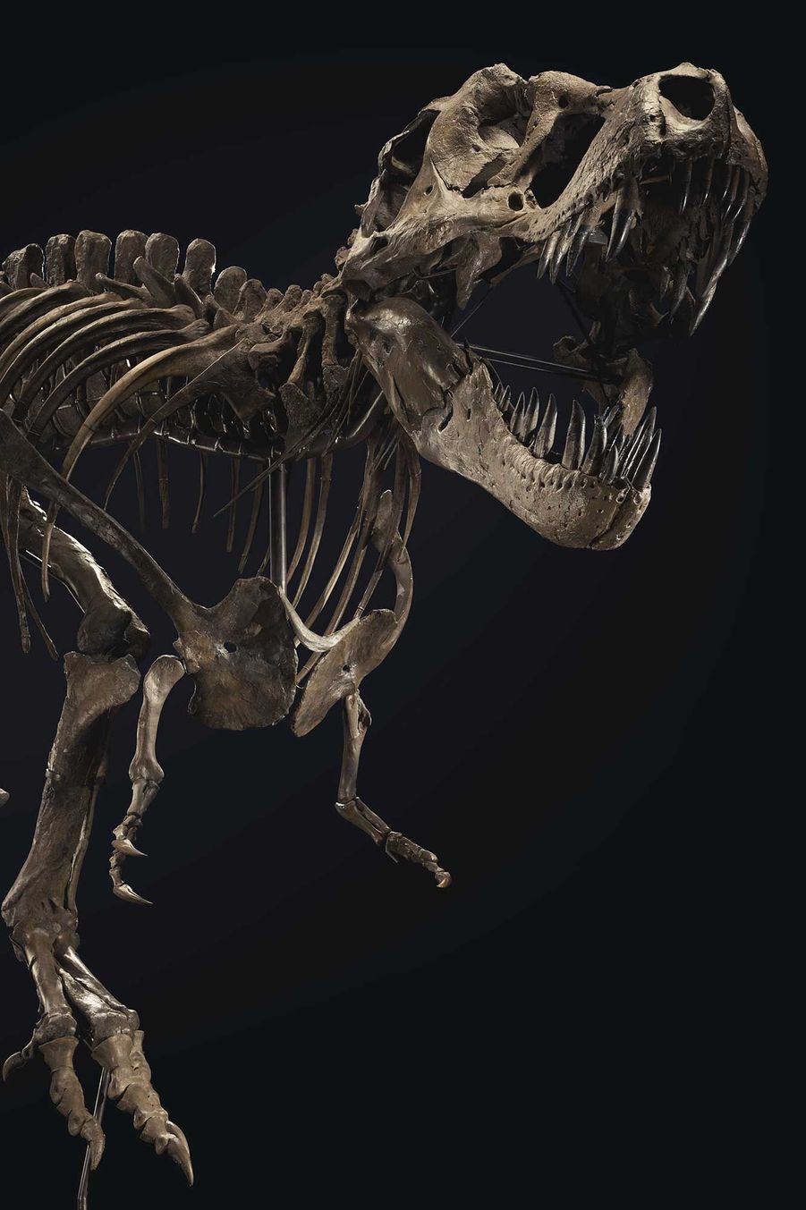 Un squelette de T Rex  vieux de  67 millions d ann es est 