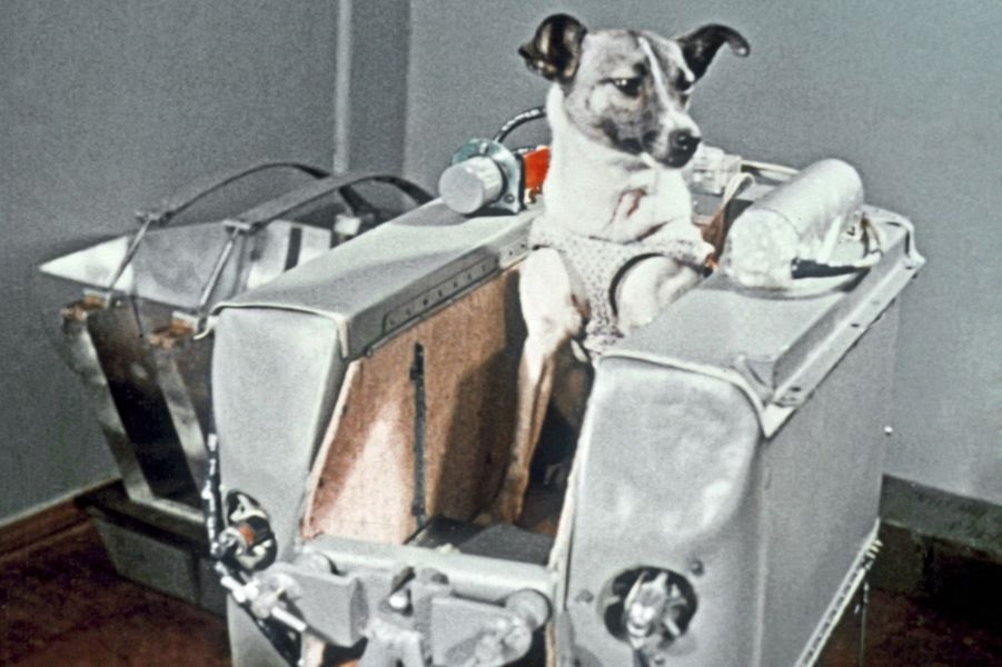 Laïka Premier Chien Astronaute Tué Pour La Science