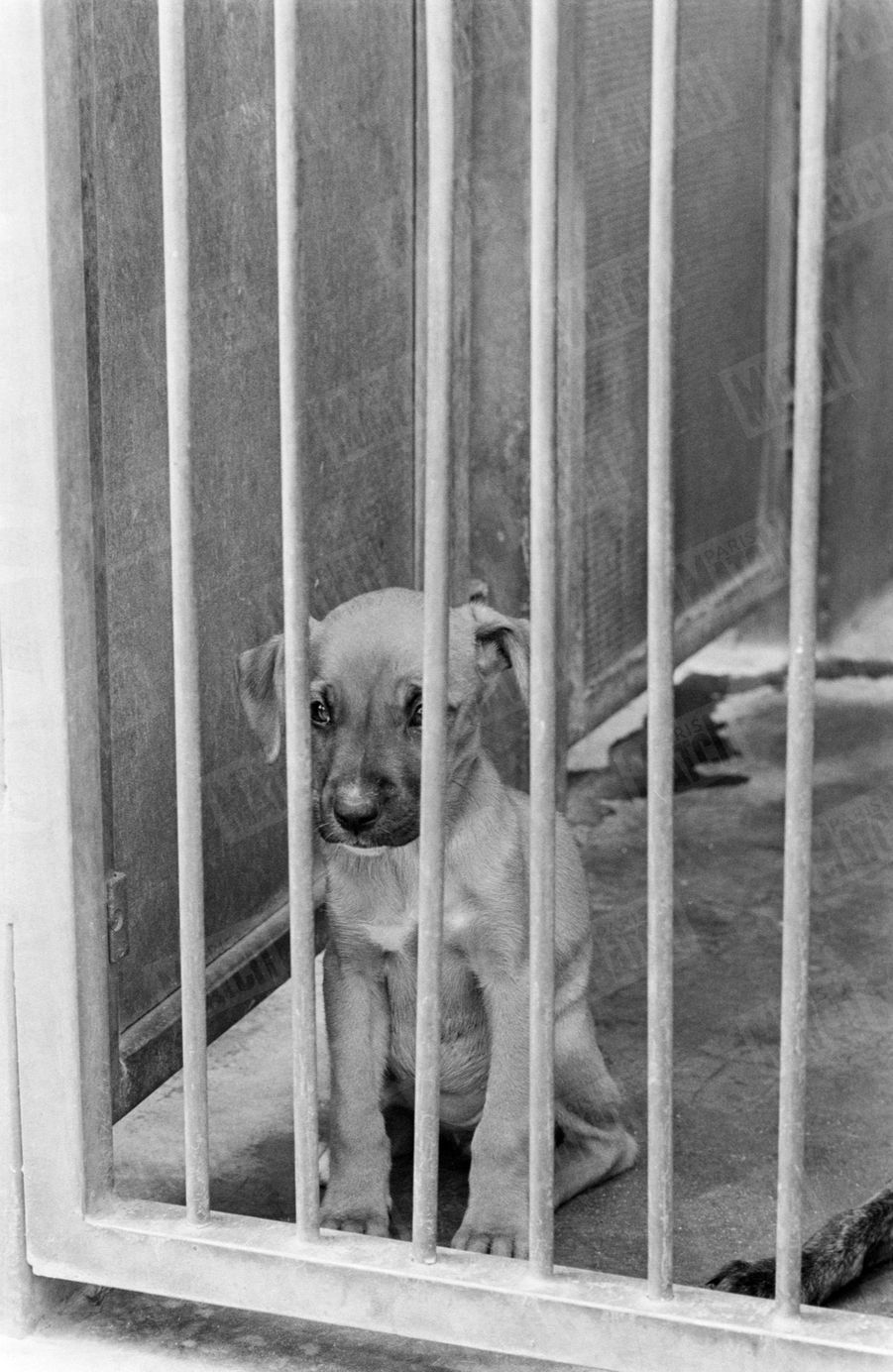140 chiens euthanasiés en deux jours, la photo de la honte