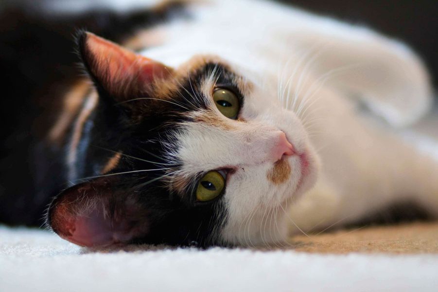 Les 50 plus beaux chats du monde en photos