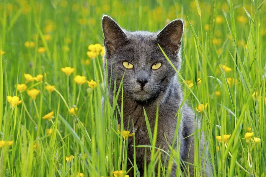 Les 50 plus beaux chats du monde en photos