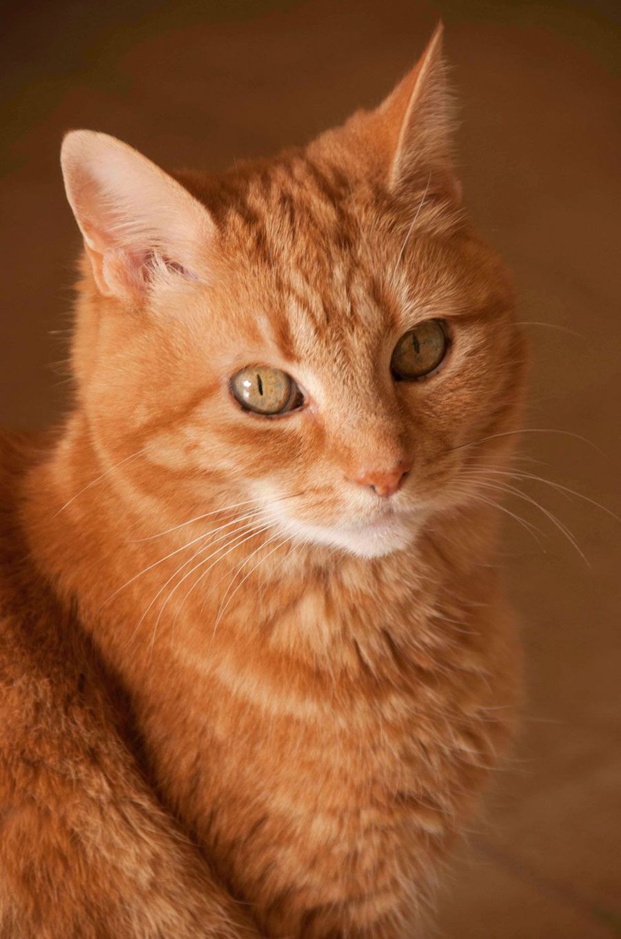 Les 50 plus beaux chats du monde en photos