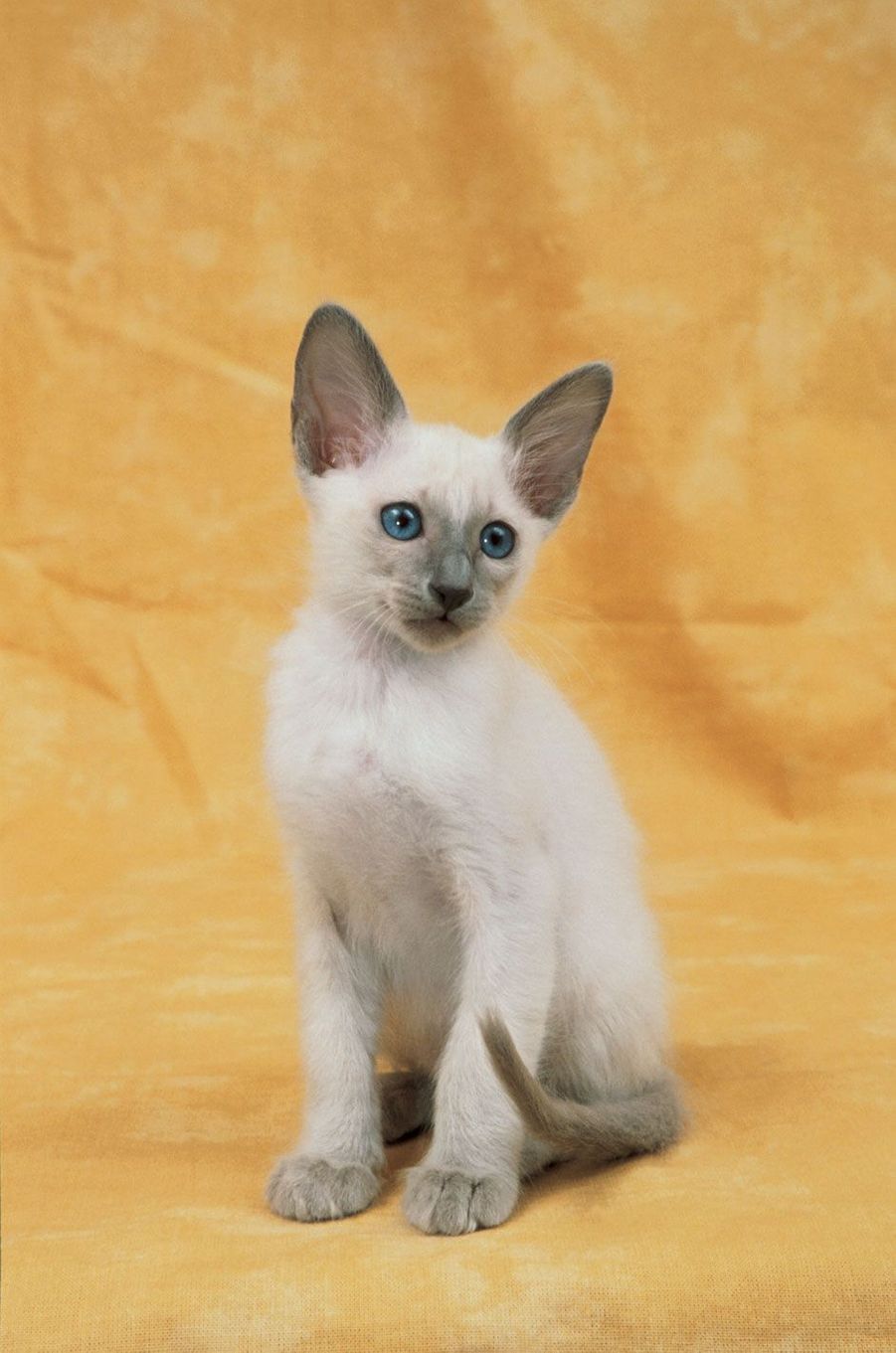 Les 50 plus beaux chats du monde en photos