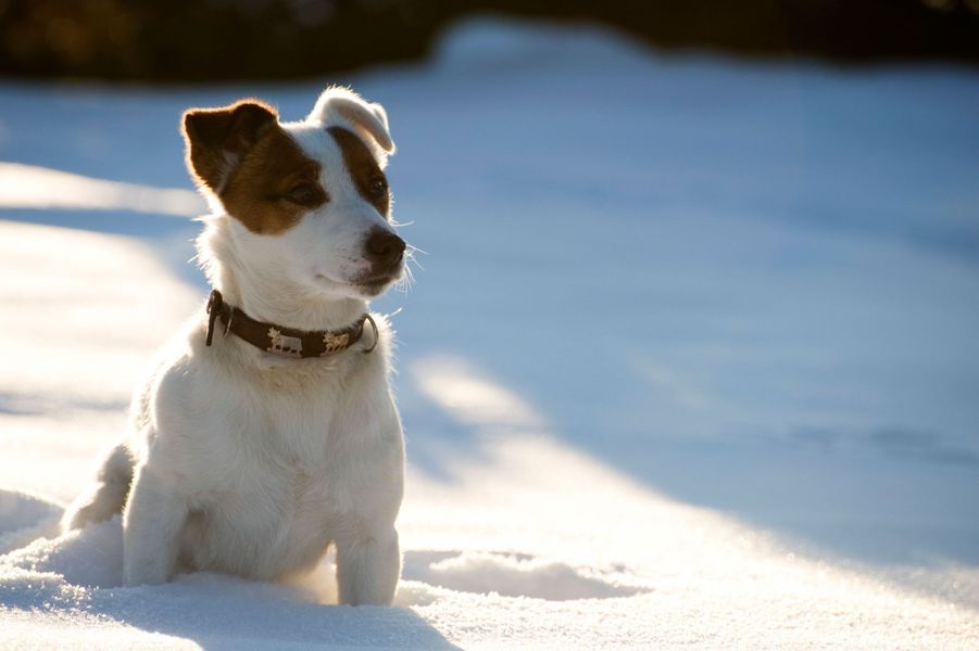 Les 50 plus beaux chiens du monde en photos