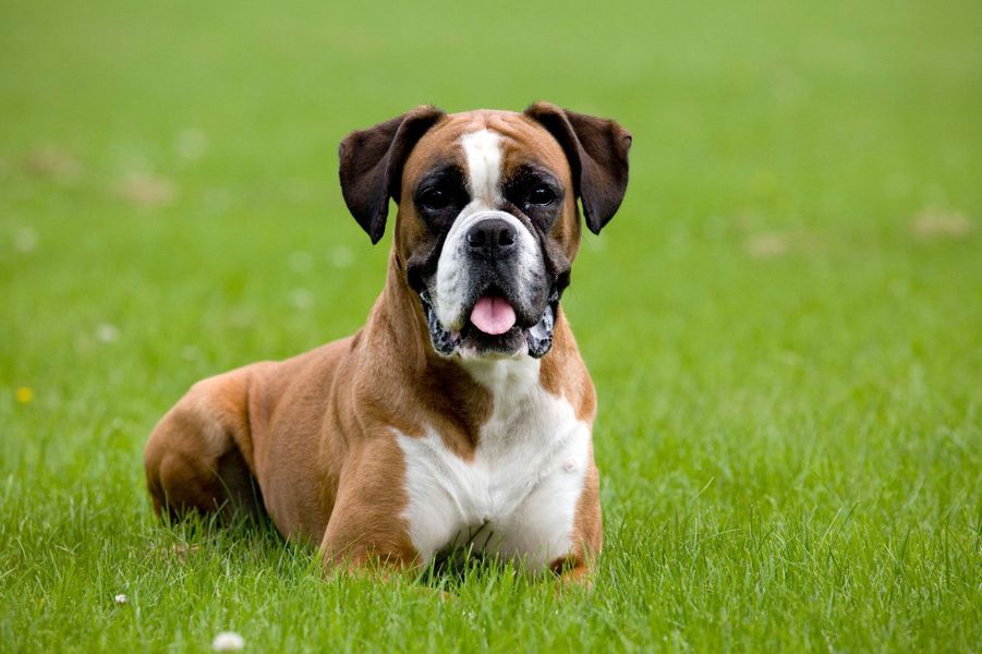 Les 50 plus beaux chiens du monde en photos