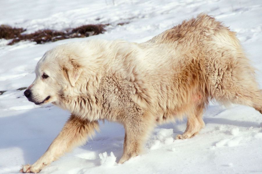 Les 50 plus beaux chiens du monde en photos