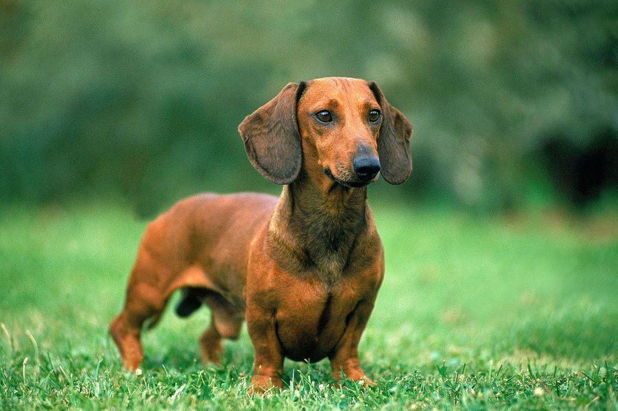Les 50 plus beaux chiens du monde en photos