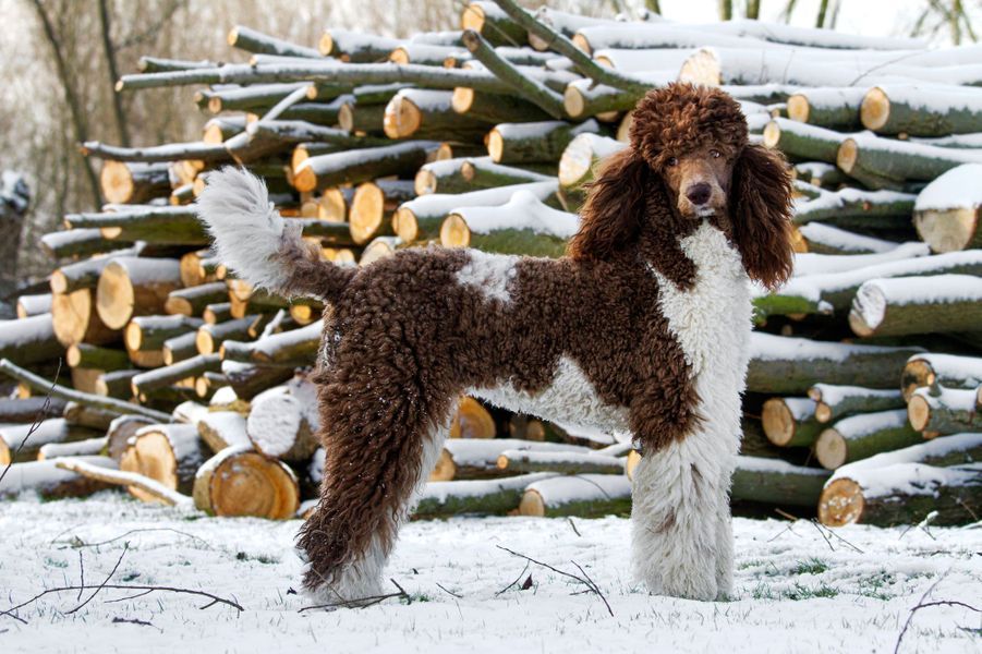 Les 50 plus beaux chiens du monde en photos