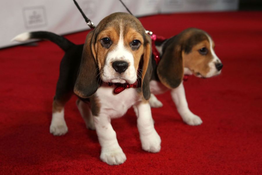 Les 50 plus beaux chiens du monde en photos