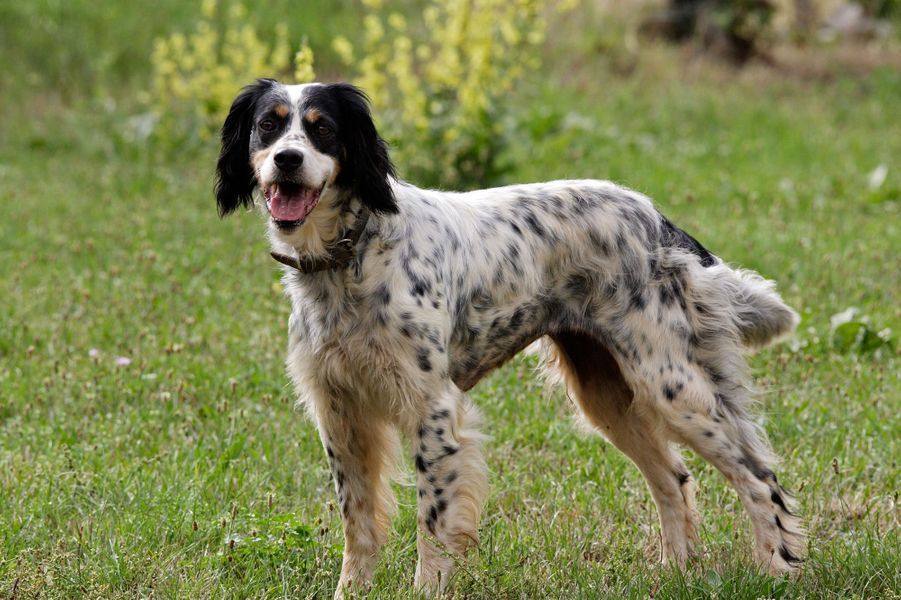 Les 50 plus beaux chiens du monde en photos