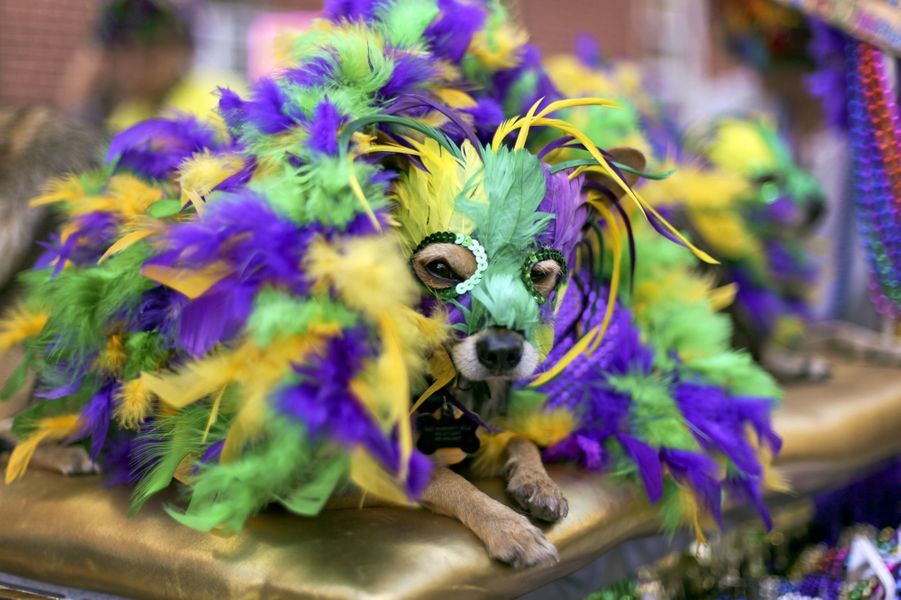 A la NouvelleOrléans, le Mardi gras des chiens