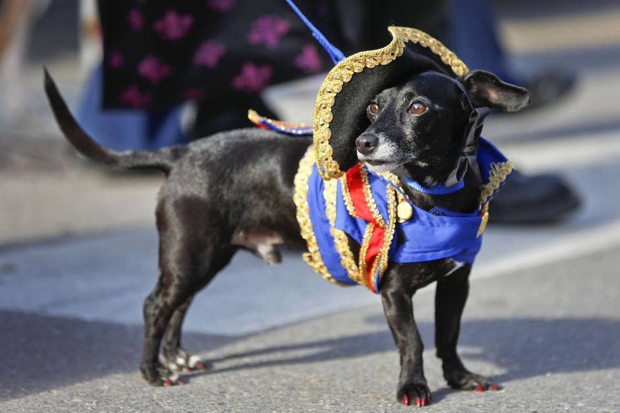 A la NouvelleOrléans, le Mardi gras des chiens