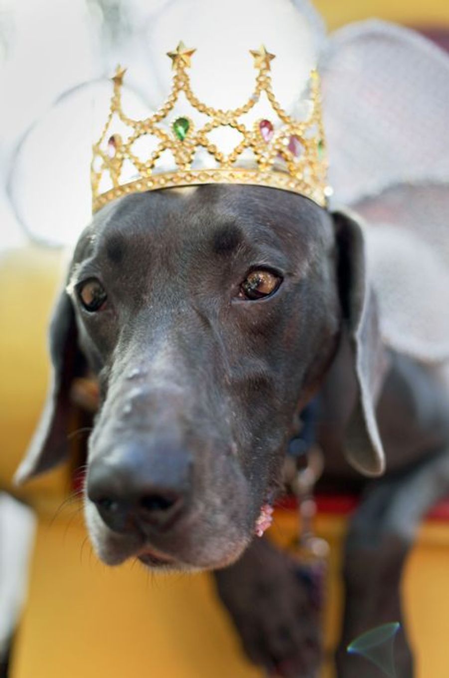 A la NouvelleOrléans, le Mardi gras des chiens