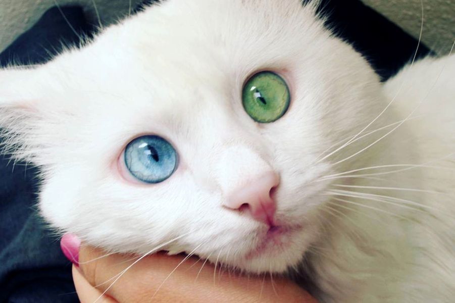 Alos Le Chat Aux Yeux Vairons