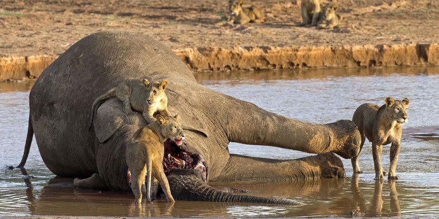 Crocodile Vs Lions Bataille Au Sommet Au Kenya