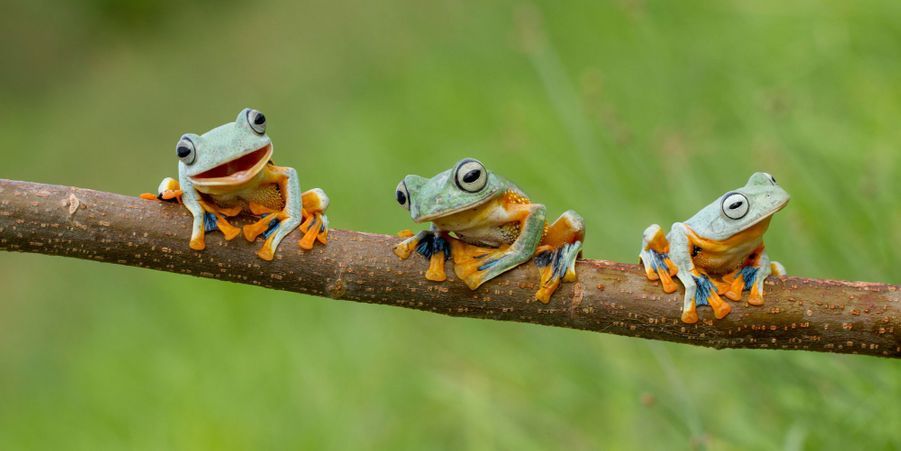 https://resize-parismatch.lanmedia.fr/r/901,,forcex/img/var/news/storage/images/paris-match/animal-story/photos/dans-le-monde-formidable-des-grenouilles-700476/dans-le-monde-des-grenouilles6/7273206-1-fre-FR/Dans-le-monde-des-grenouilles6.jpg